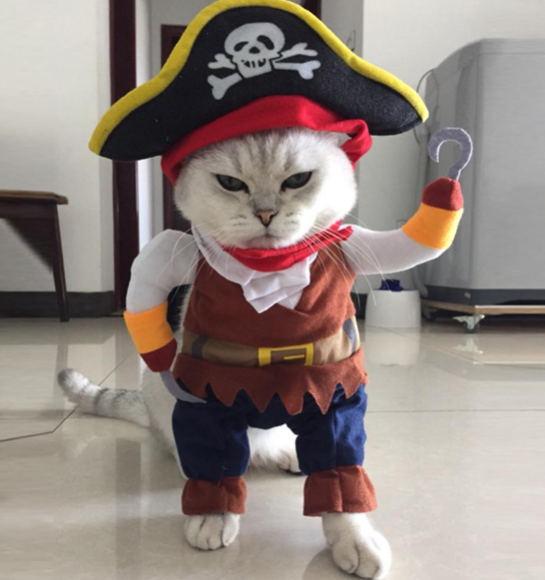 Baju kucing dengan motif laut